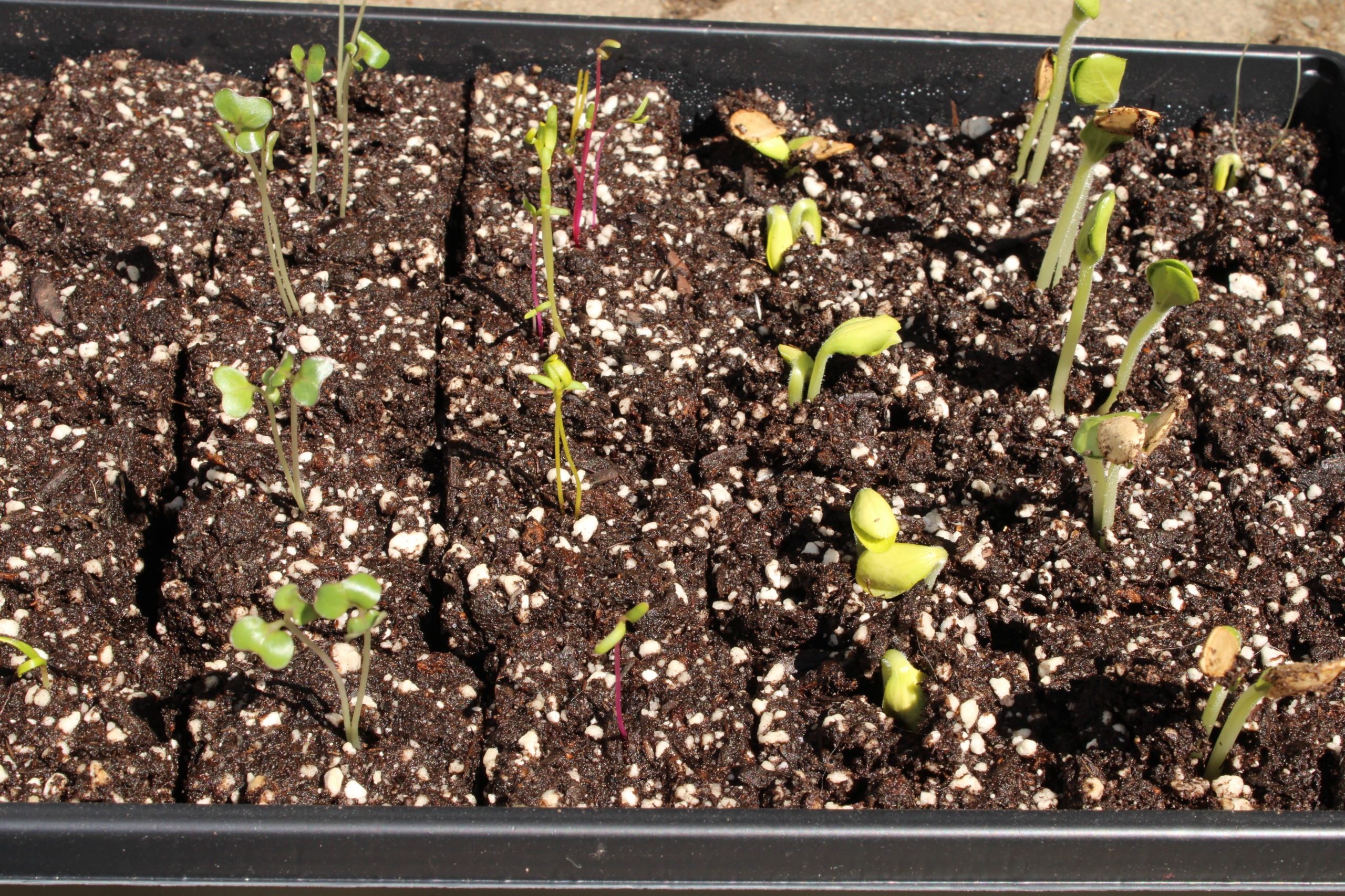 Soil block seed starters