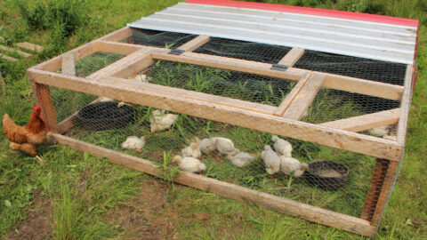 Front side of completed DIY Chicken Tractor