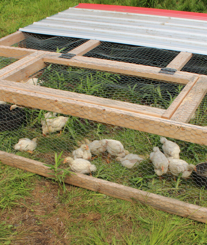 Front side of completed DIY Chicken Tractor