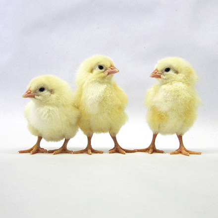 cornish cross baby chicks