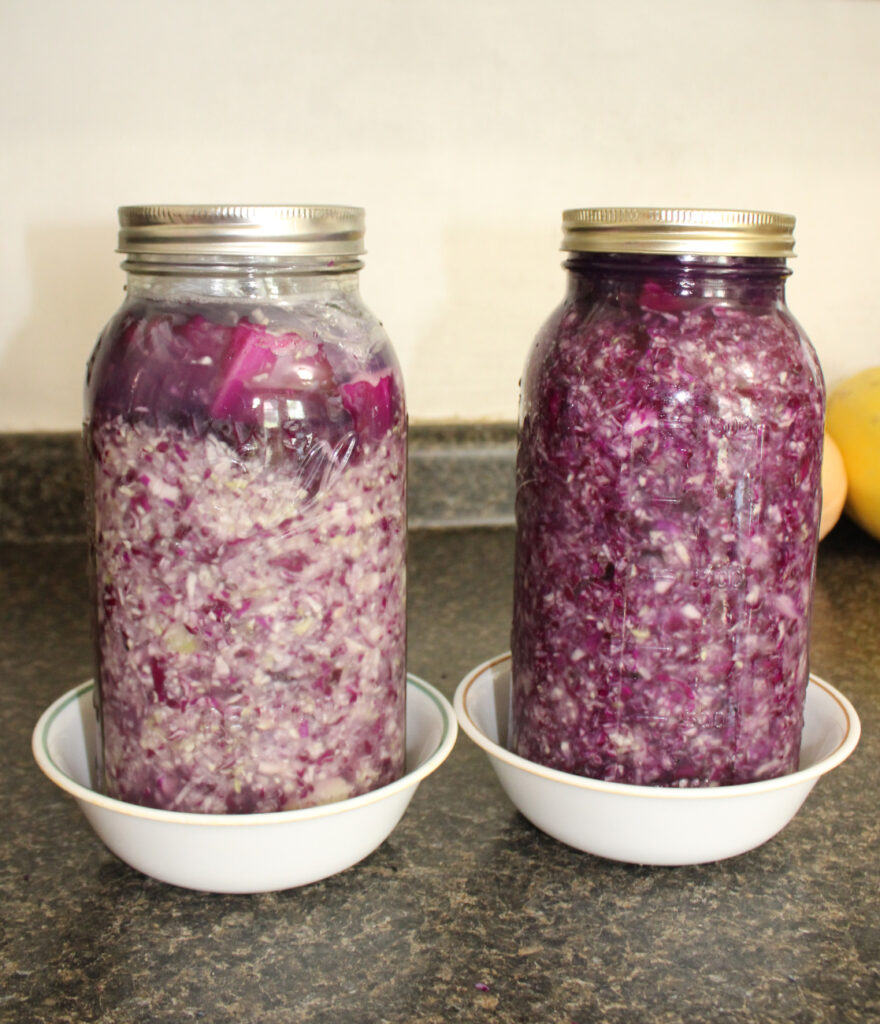 shredded cabbage ready to ferment