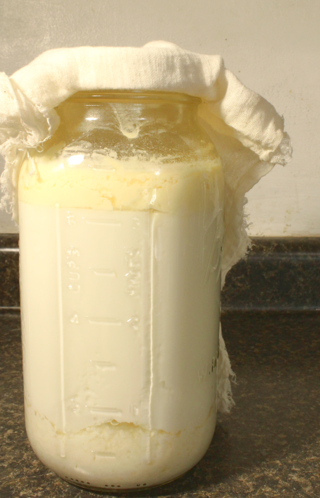 close up of milk kefir and the cream and whey seperating
