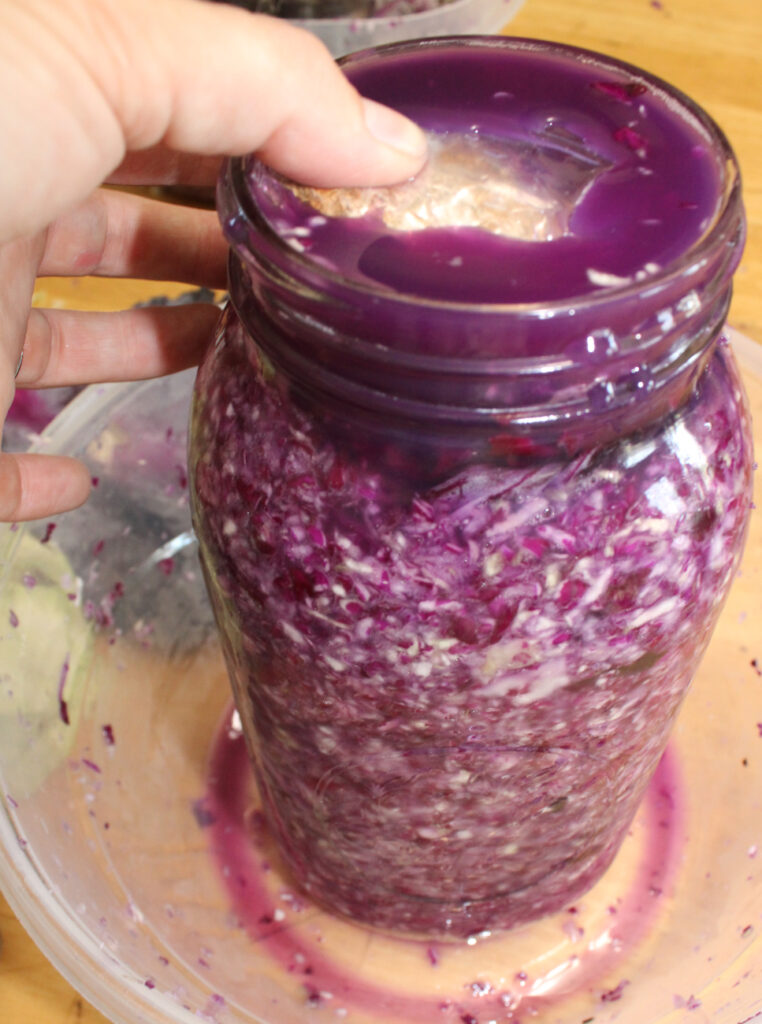 packing the shredded cabbage and topping it with the cabbage leaves and rock in a ziplock bag