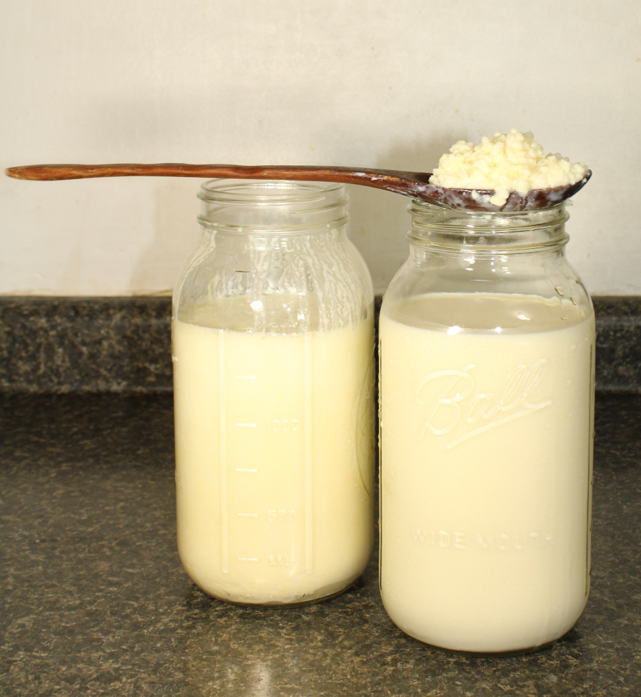 Milk kefir probiotic drink