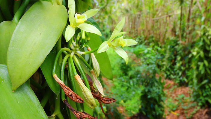 vanilla flower and vanilla beans growing behind the flower