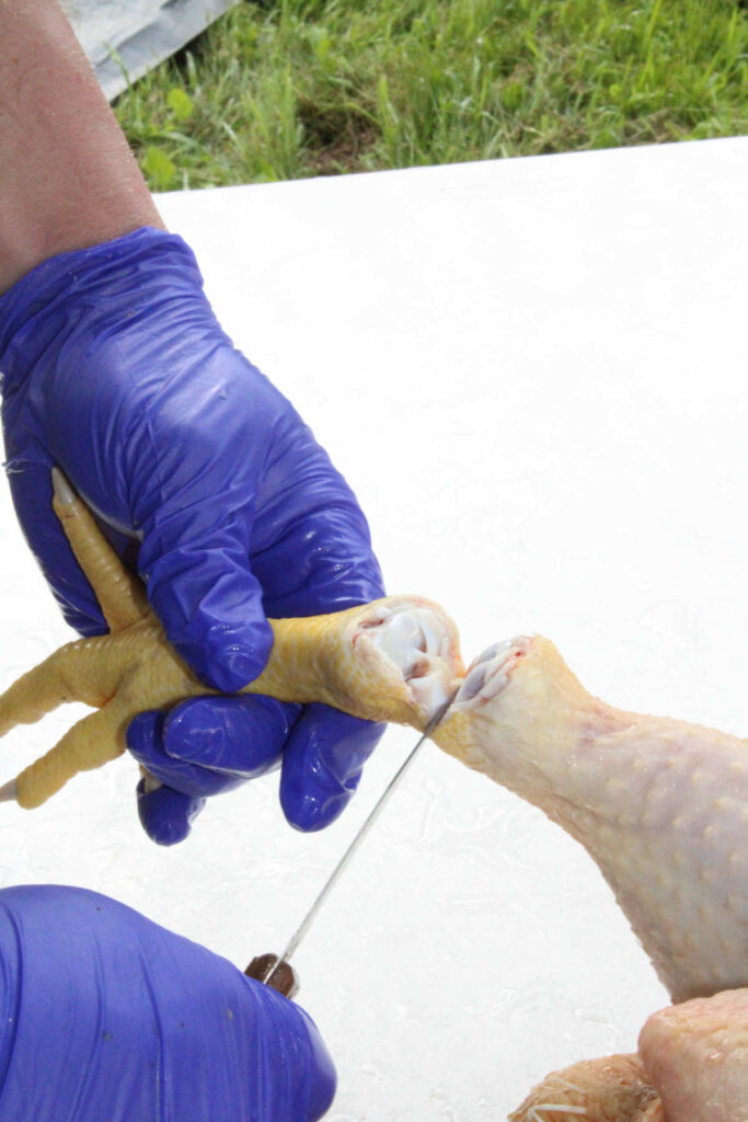 person cutting off the chicken foot between the joints