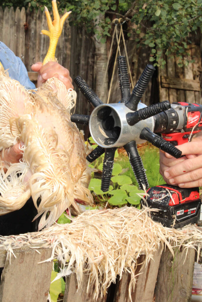 one person holding a dispatched chicken and other running the drill attachment chicken plucker