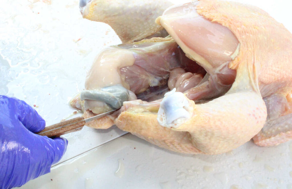 person cutting down and around the intestines to remove it from the bird