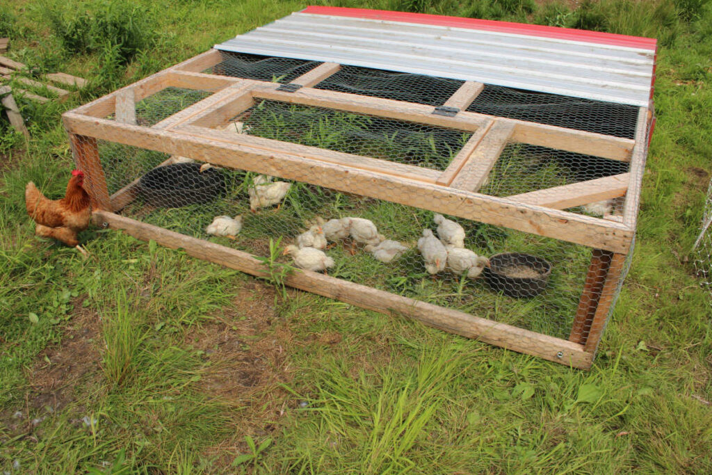 young meat chickens inside a chicken tractor on grass