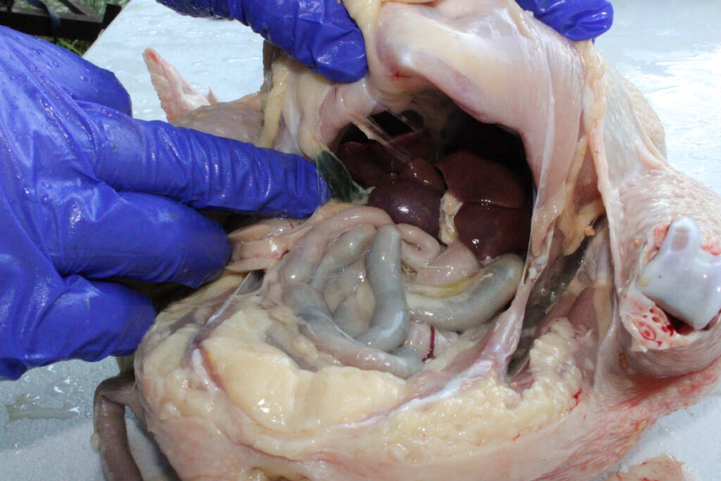 person showing the inside of a chicken cavity noting the different organs