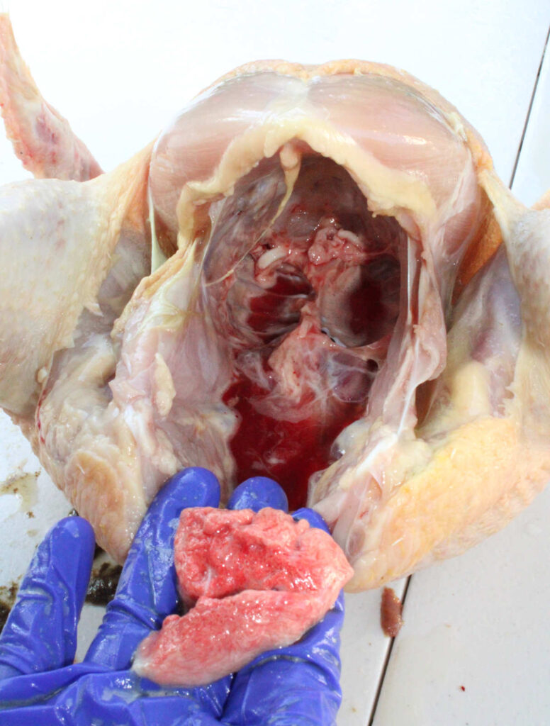 person removing the lungs from the chicken cavity