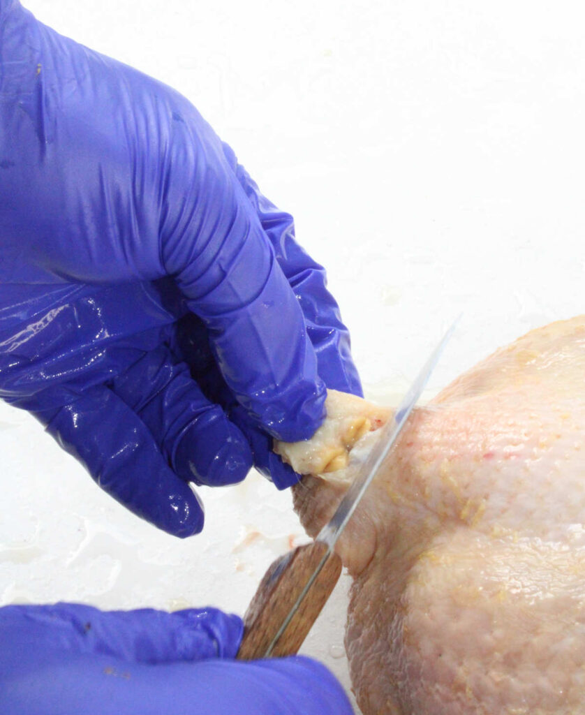 person starting to expose the oil gland on the chicken to cut it off