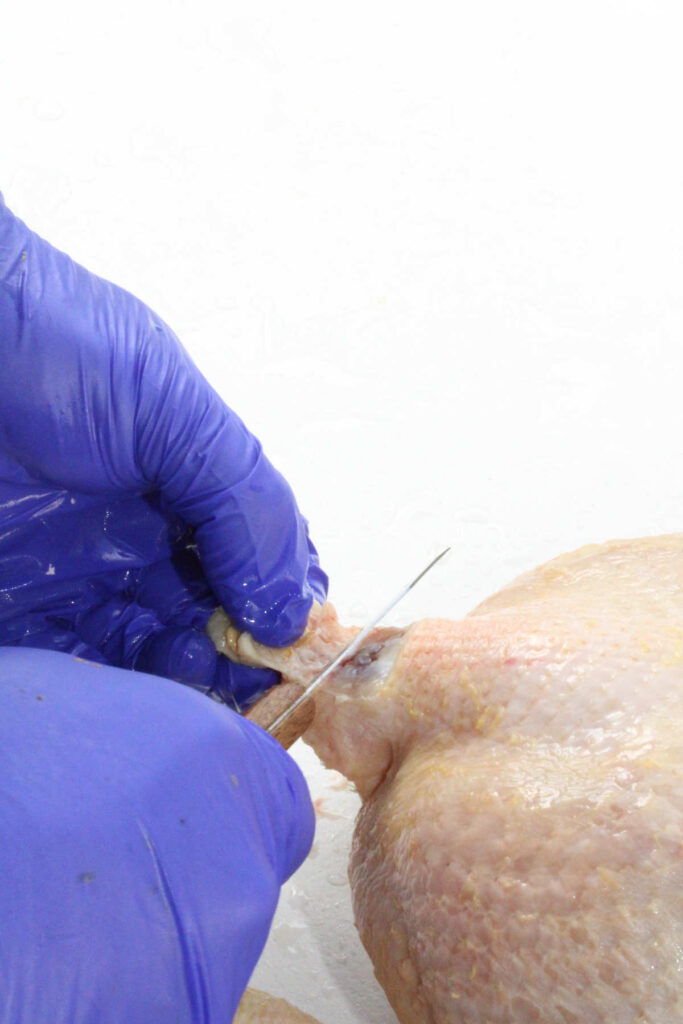 person has cut off the oil gland on the chicken, exposing the bone and muscle beneath it