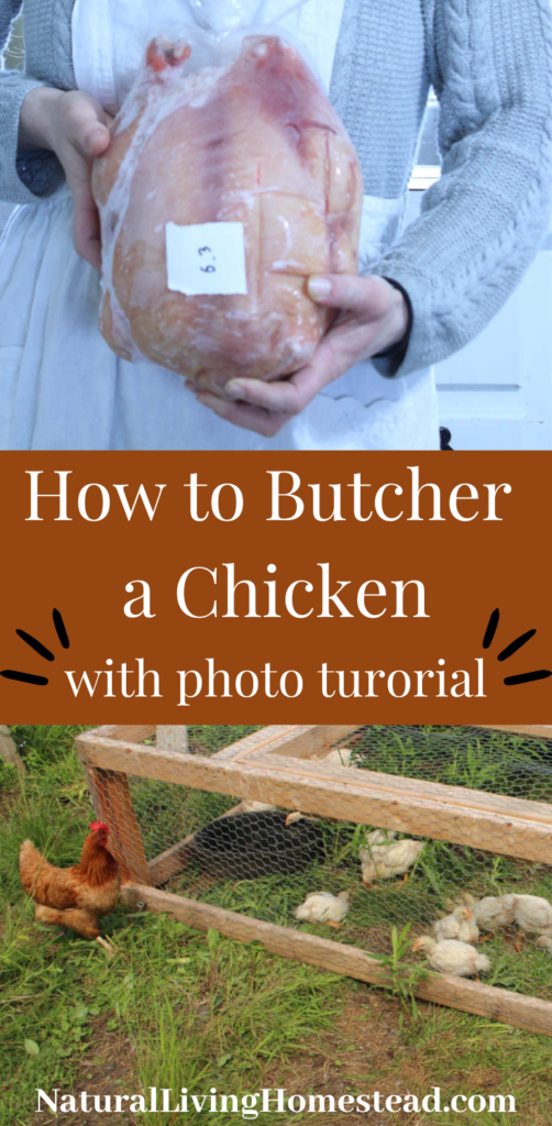 how to butcher a chicken #chickenprocessing #butcheringchicken #howto #selfsufficient #DIY #slaughterchickens #chicken #butchering #meatbirds #meatchickens