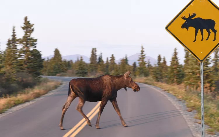 moose crossing the road