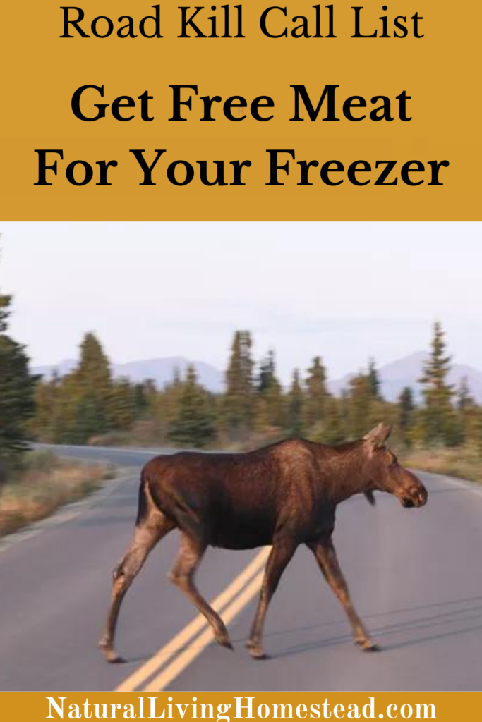 Pinterest image with moose crossing a road