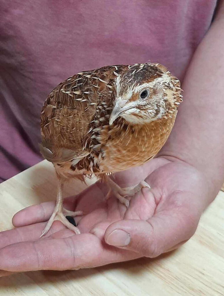 butcher quail live male quail standing on someone's hand