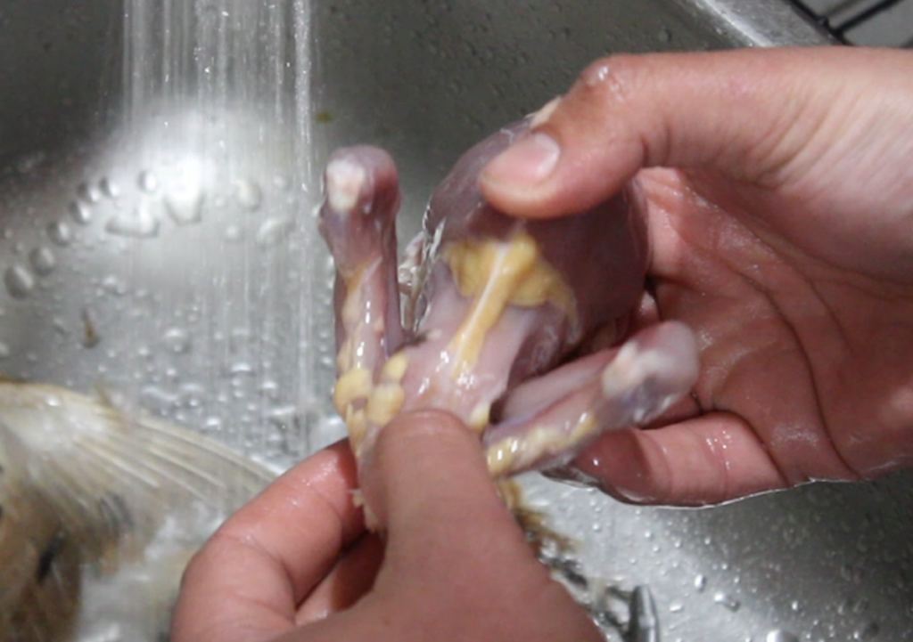 butchering quail where to cut abdomen open