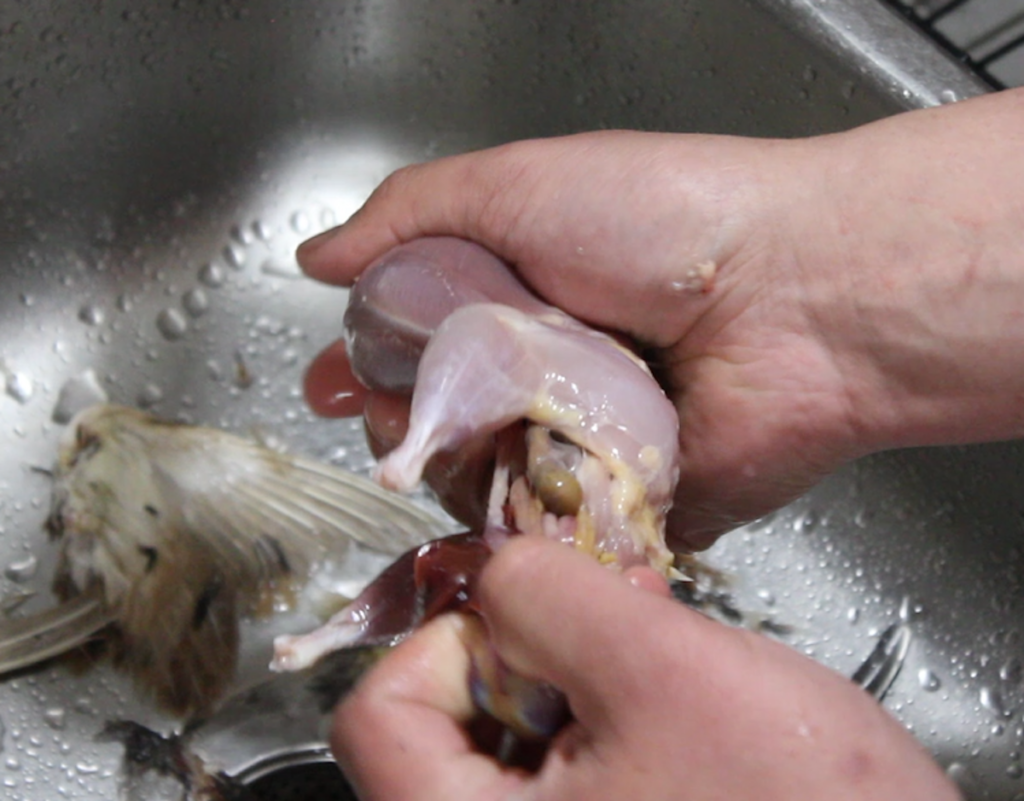 butchering quail removing the organs