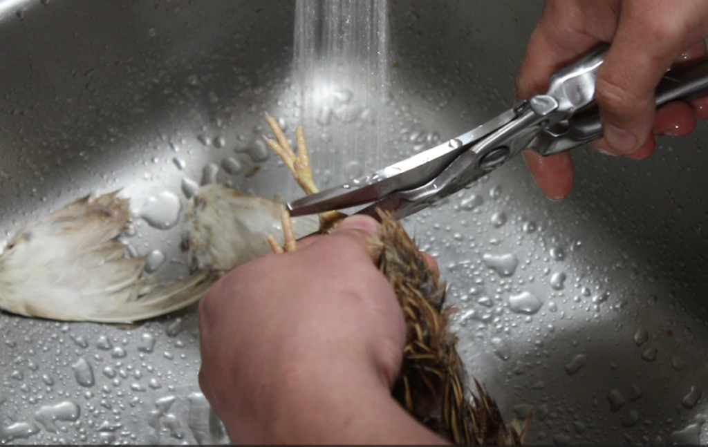 butchering quail removing the legs
