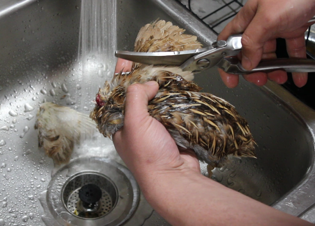 butcher quail removing the wings