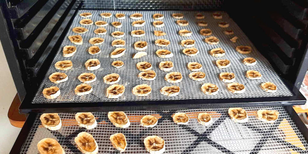 dehydrated bananas on dehydrator tray